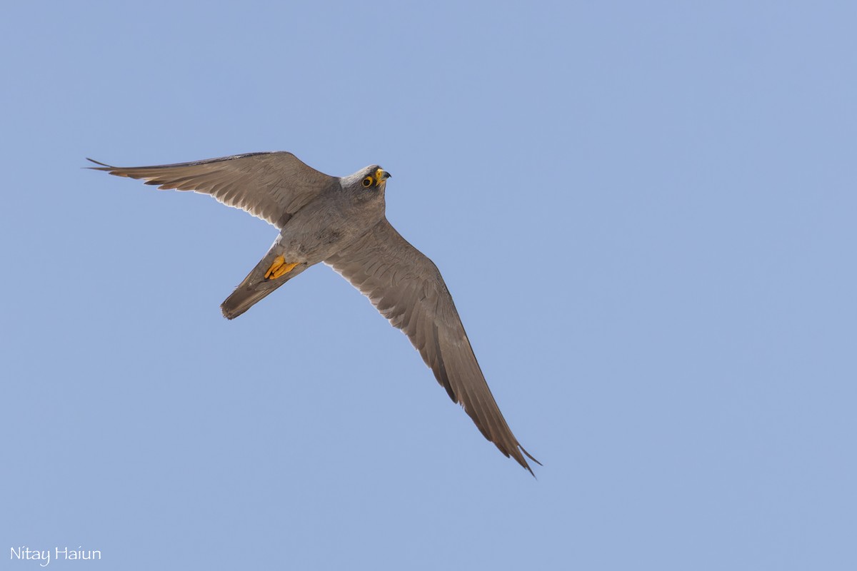 Sooty Falcon - ML642853163