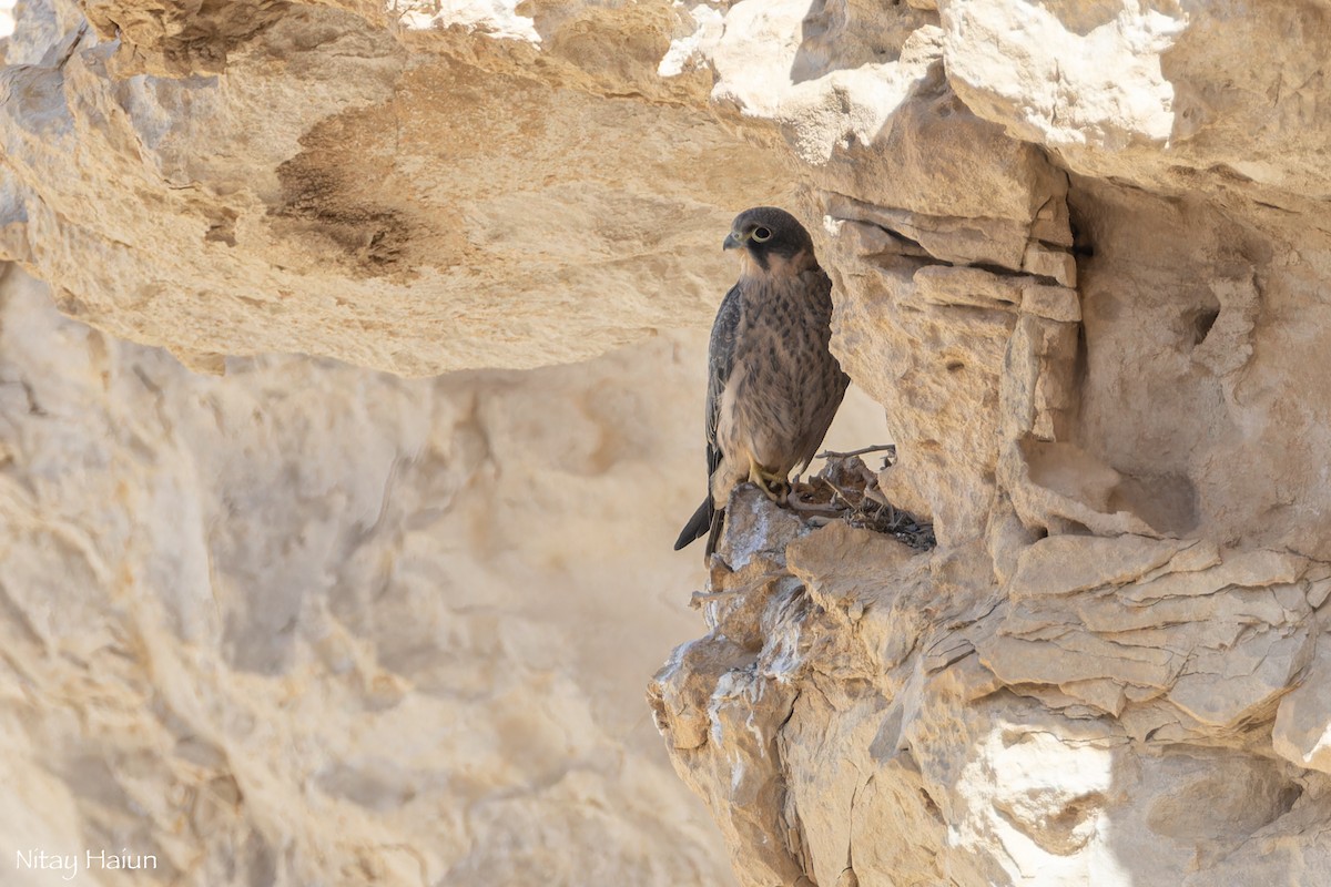 Sooty Falcon - ML642853164