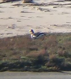 rødhalsgås - ML642853201