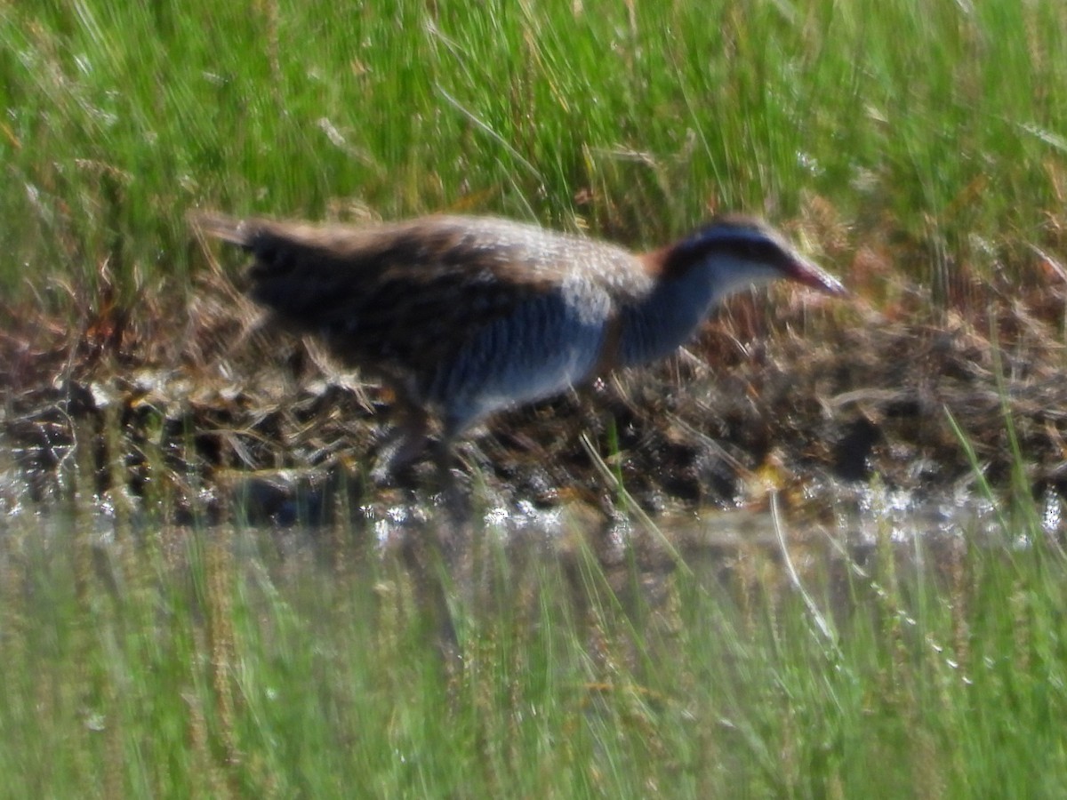 Buff-banded Rail - ML642853203
