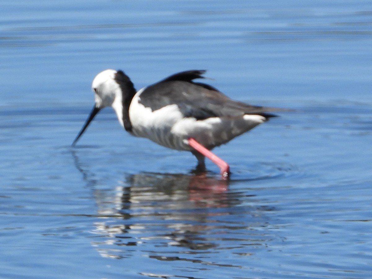 Pied Stilt - ML642853204