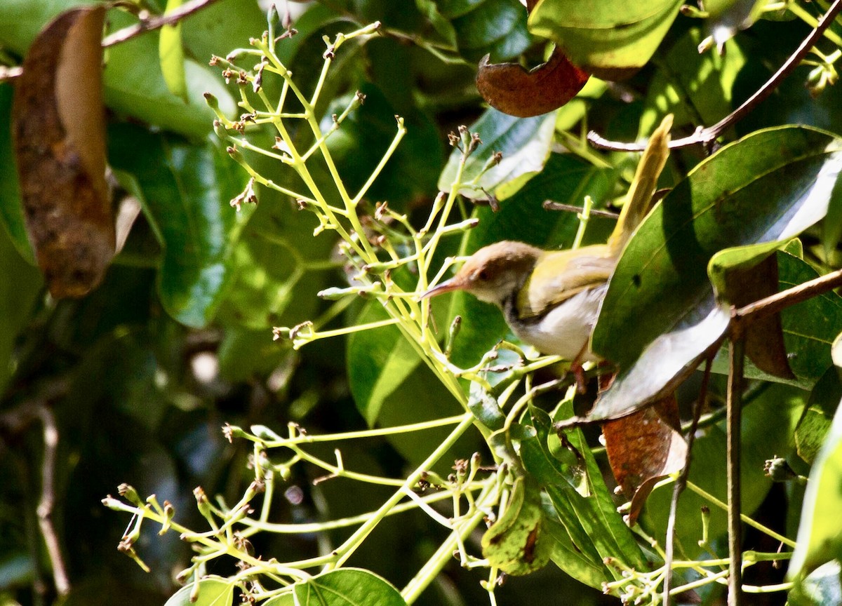 Common Tailorbird - ML642853205