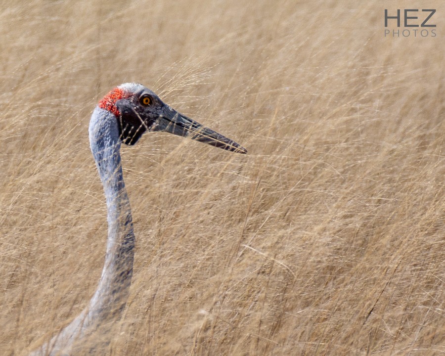 Brolga - ML642853231