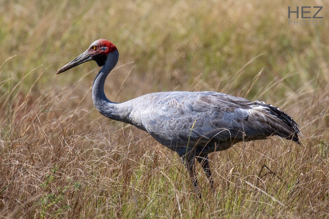 Brolga - ML642853232