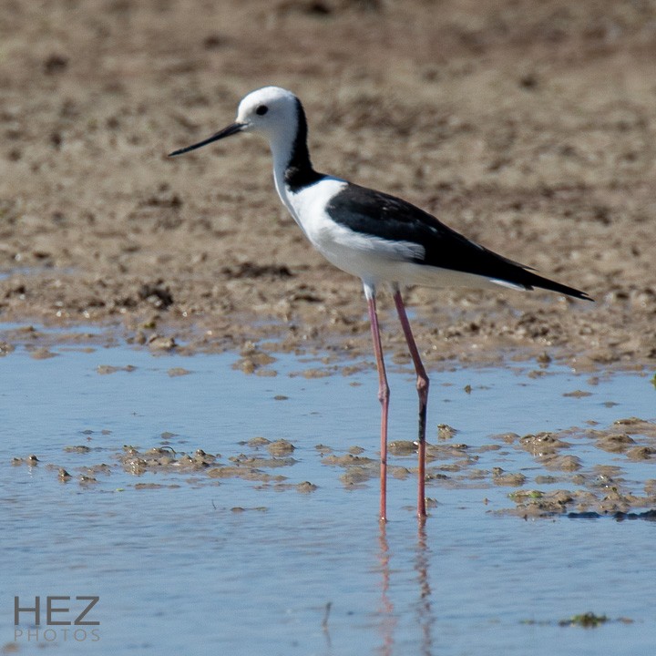 Pied Stilt - ML642853234