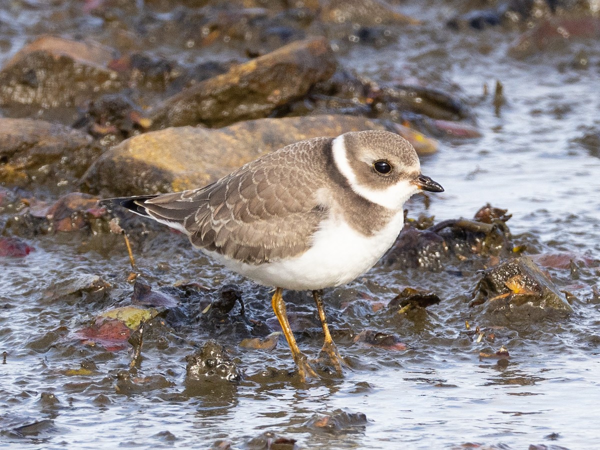 Semipalmated Plover - ML642853235