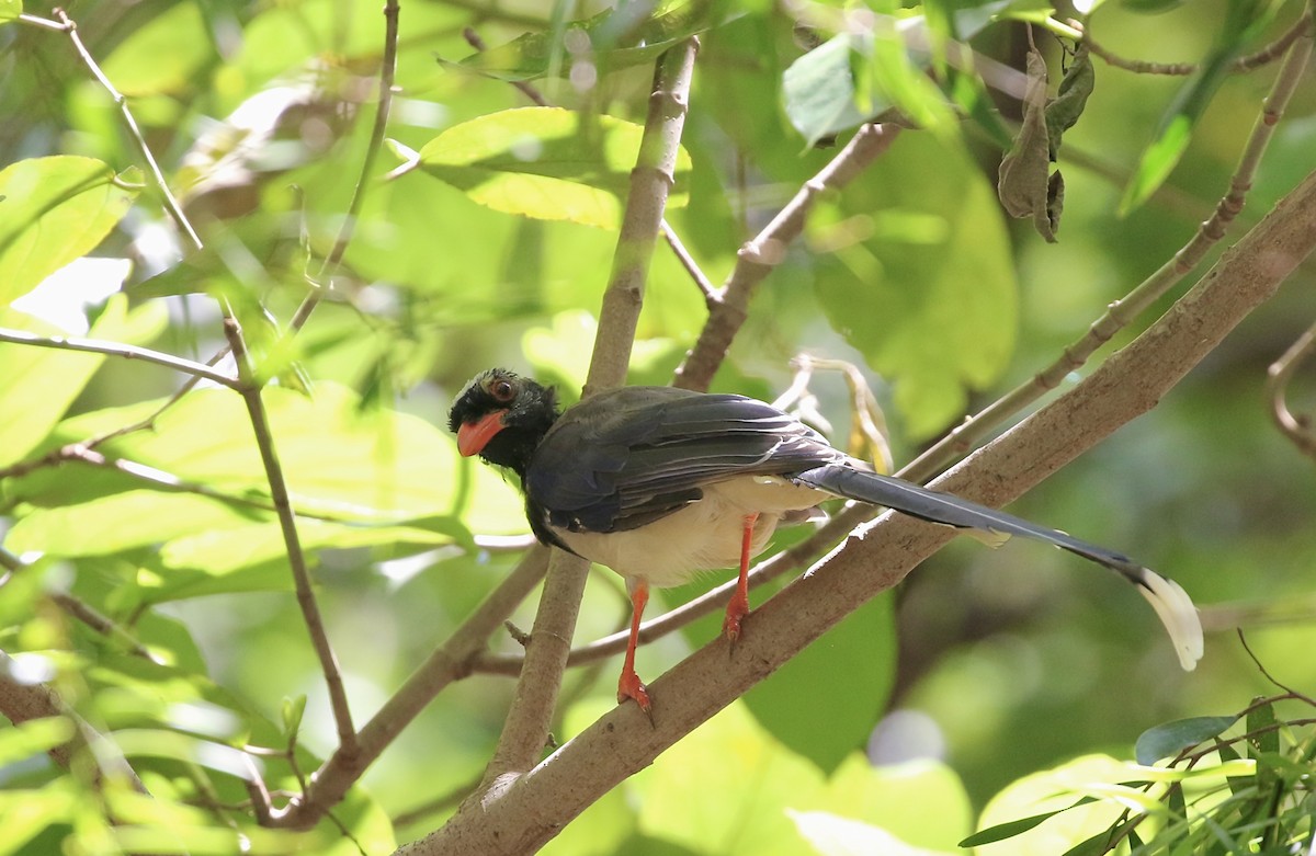 Red-billed Blue-Magpie - ML642853236