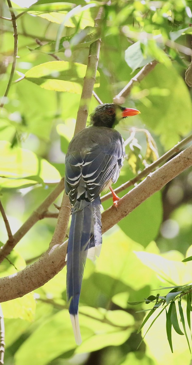 Red-billed Blue-Magpie - ML642853237