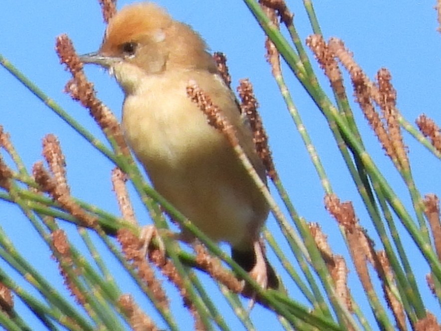 Golden-headed Cisticola - ML642853244