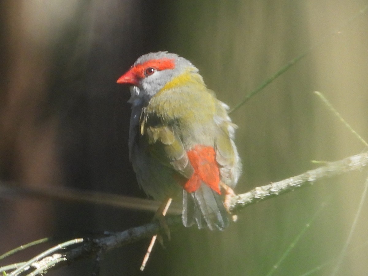 Red-browed Firetail - ML642853253