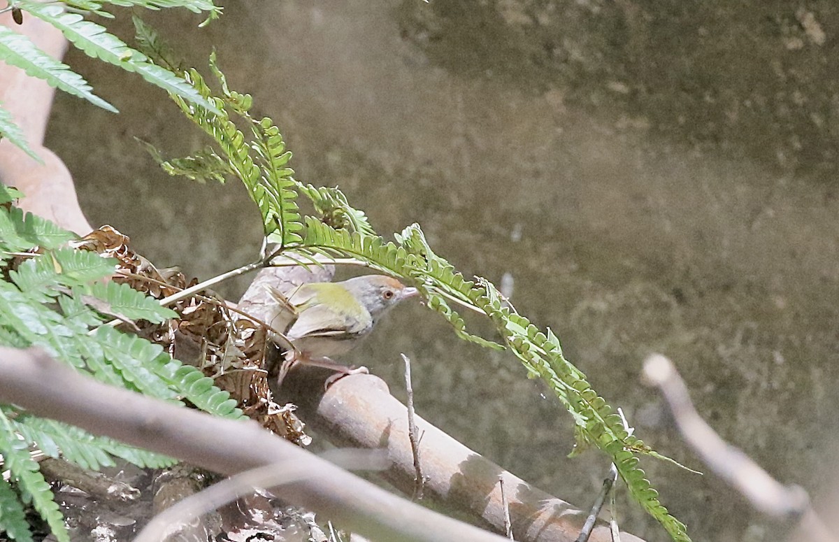 Common Tailorbird - ML642853261
