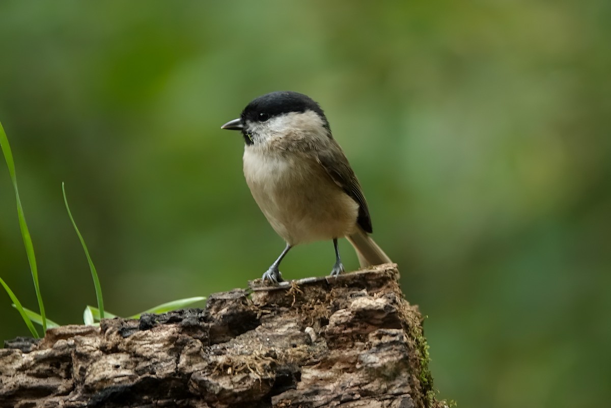 Marsh Tit - ML642853262