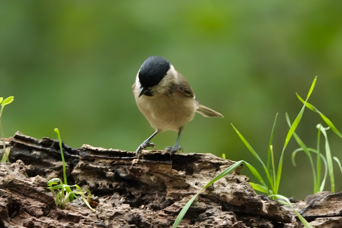 Marsh Tit - ML642853263