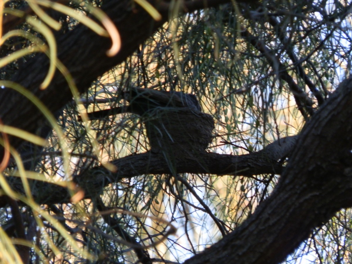 Apostlebird - ML642853264