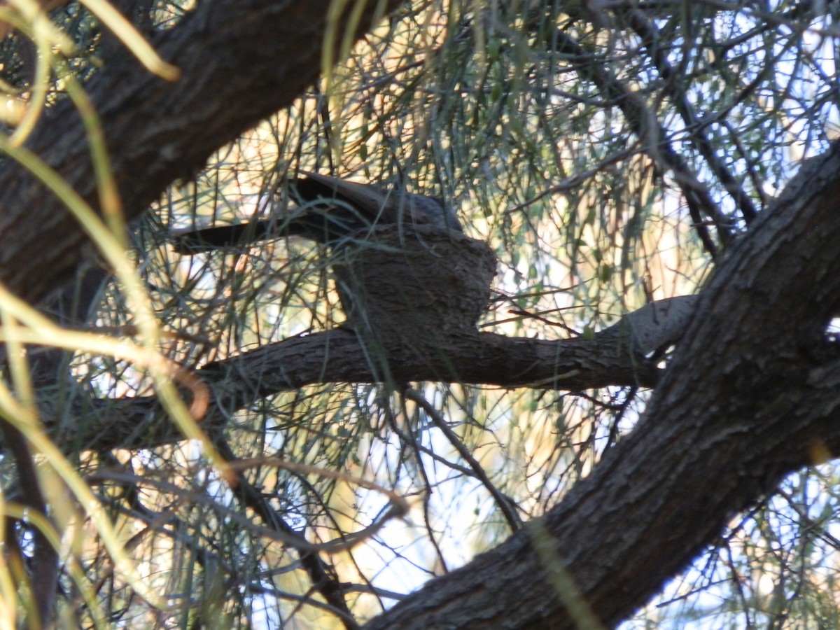 Apostlebird - ML642853265