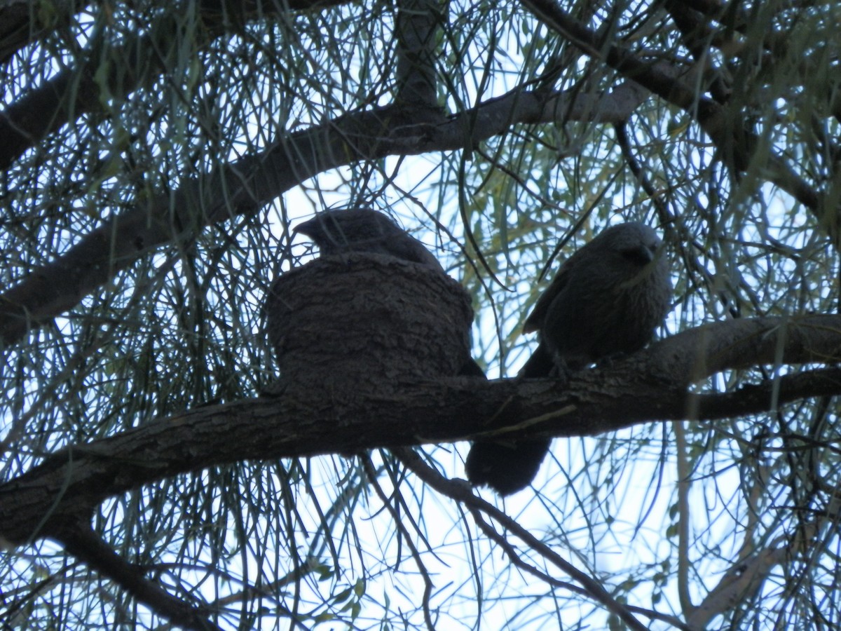Apostlebird - ML642853266