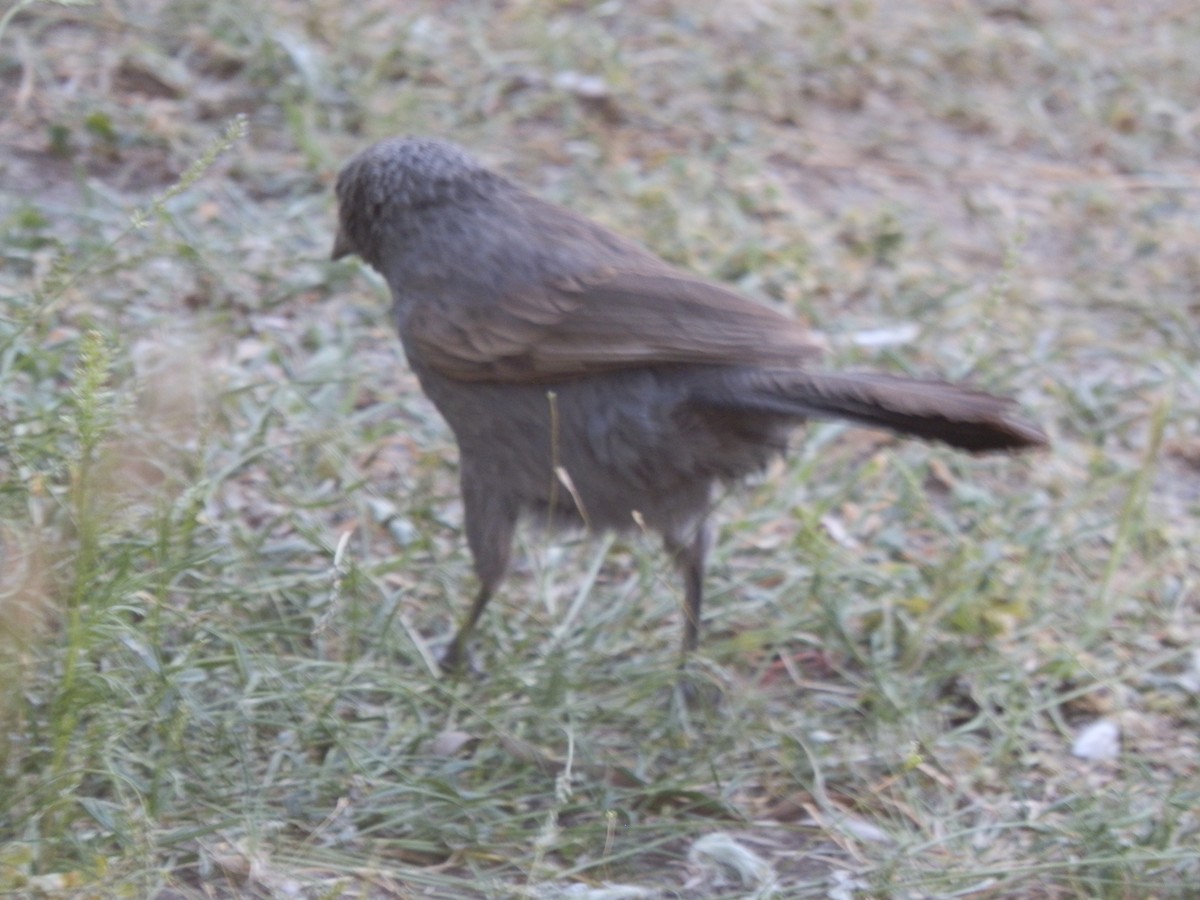 Apostlebird - ML642853267