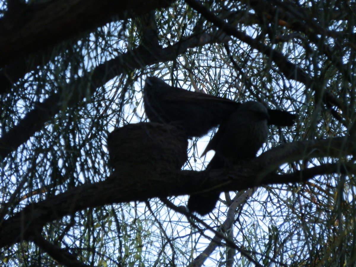 Apostlebird - ML642853268