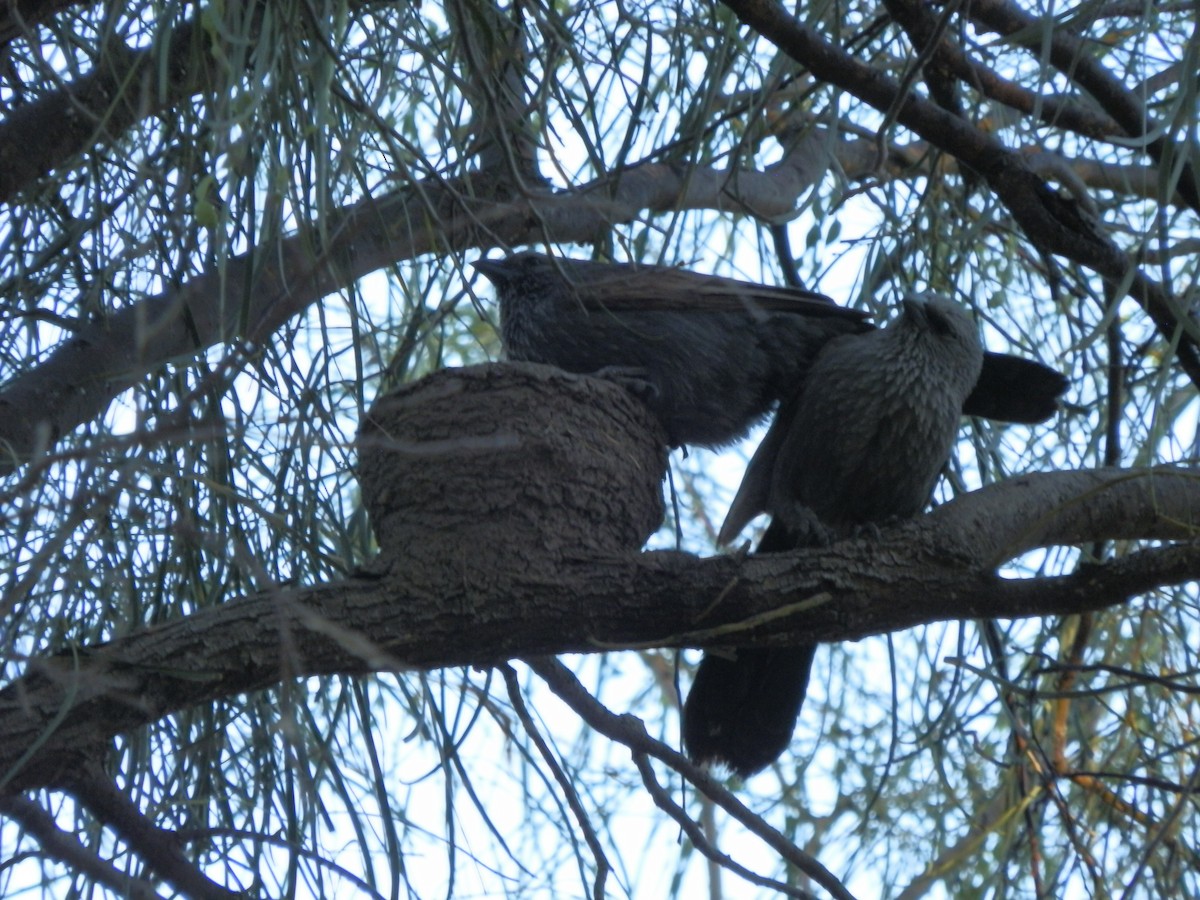 Apostlebird - ML642853269
