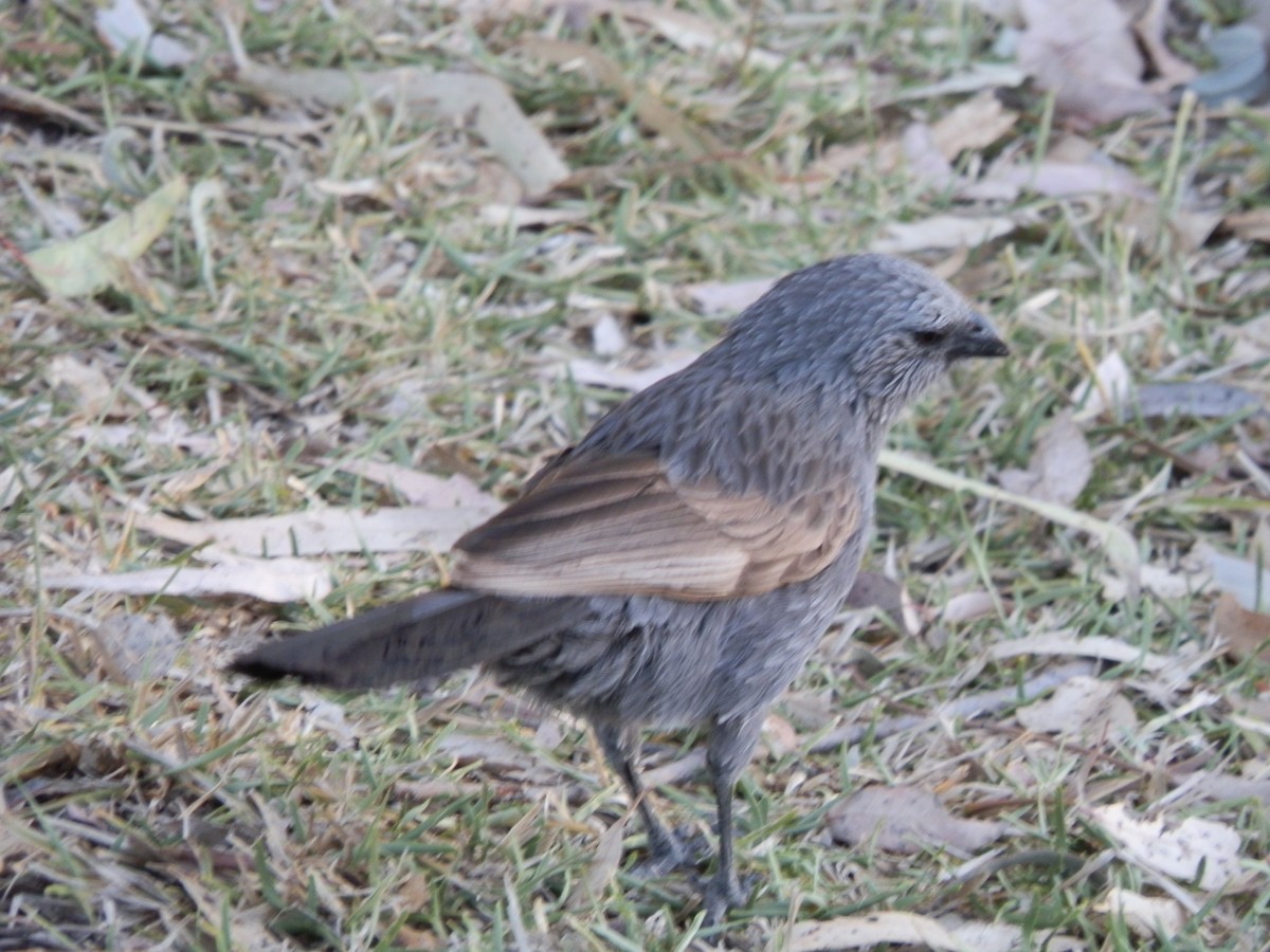 Apostlebird - ML642853270
