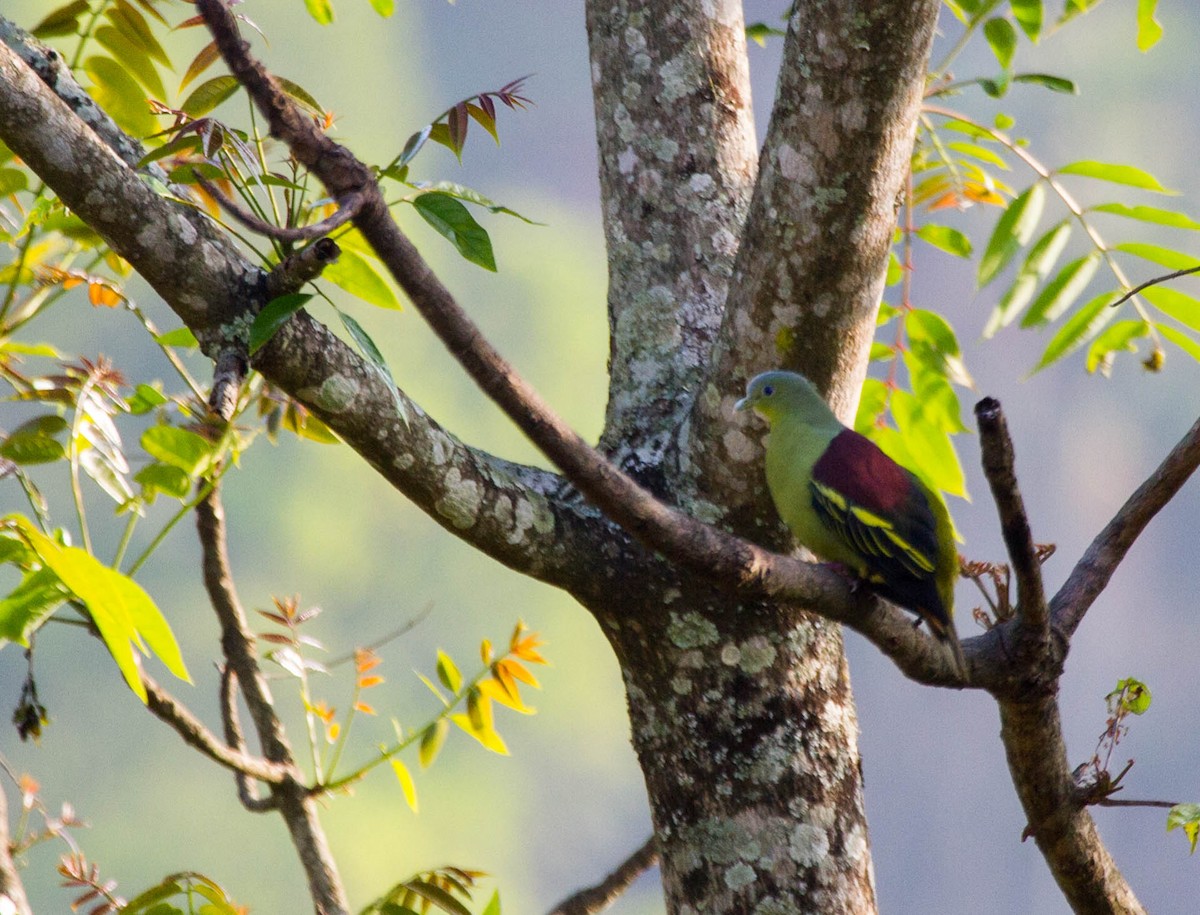 Gray-fronted Green-Pigeon - ML642853271