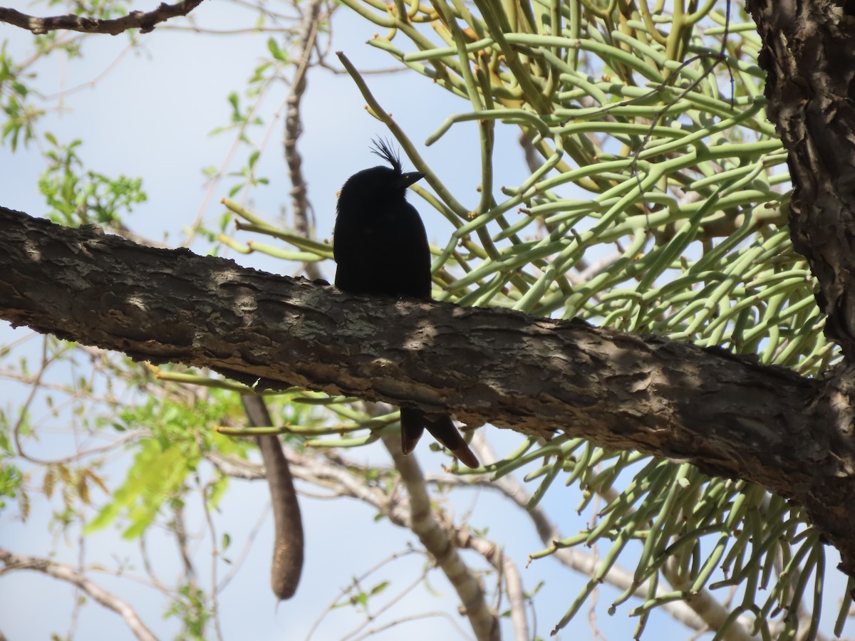 Crested Drongo (Madagascar) - ML642853272