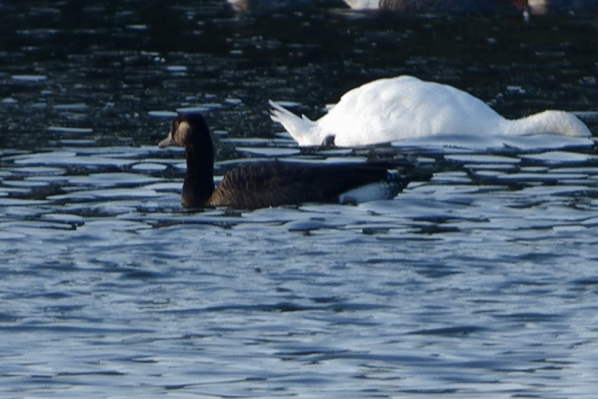 Graylag x Canada Goose (hybrid) - ML642853273