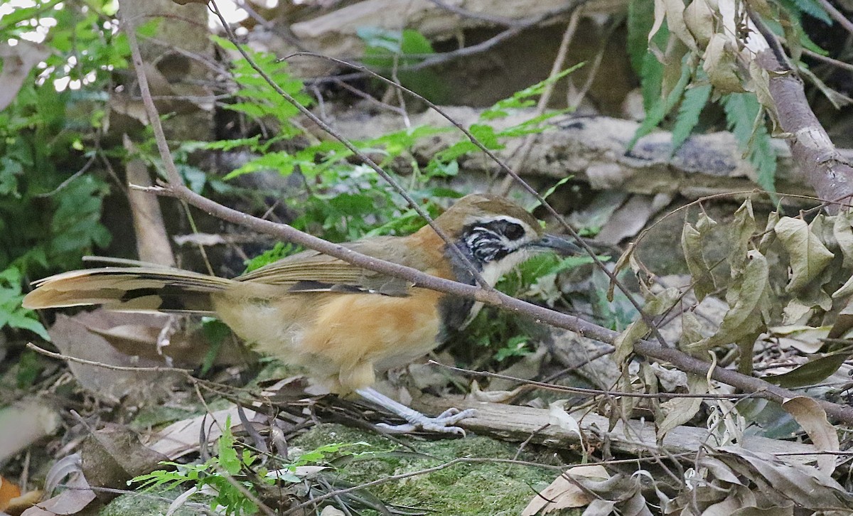Greater Necklaced Laughingthrush - ML642853291