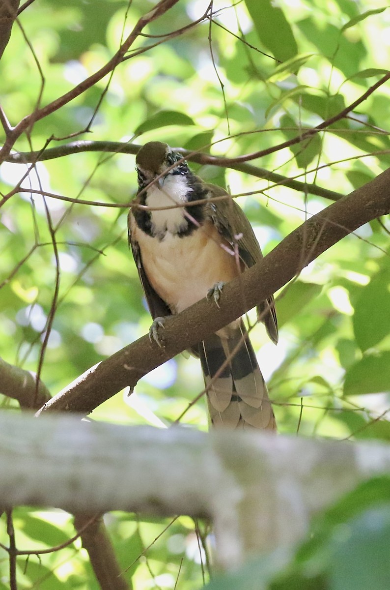 Greater Necklaced Laughingthrush - ML642853293