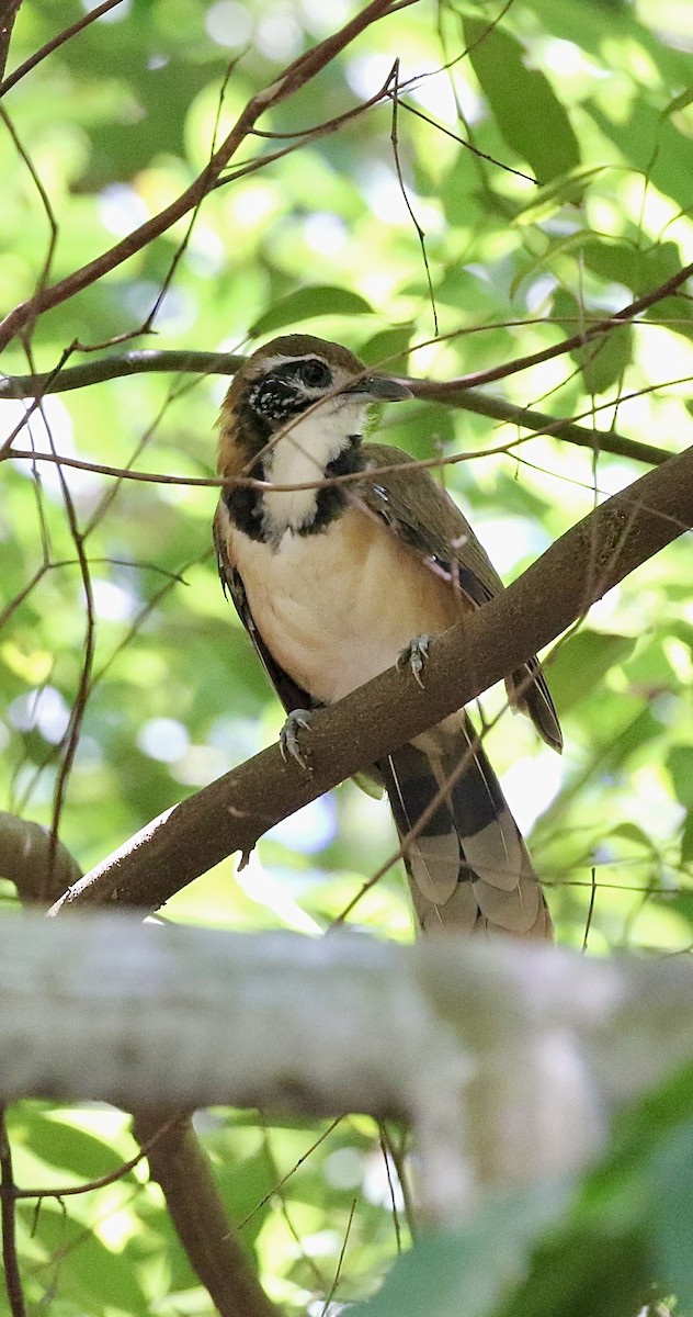 Greater Necklaced Laughingthrush - ML642853294