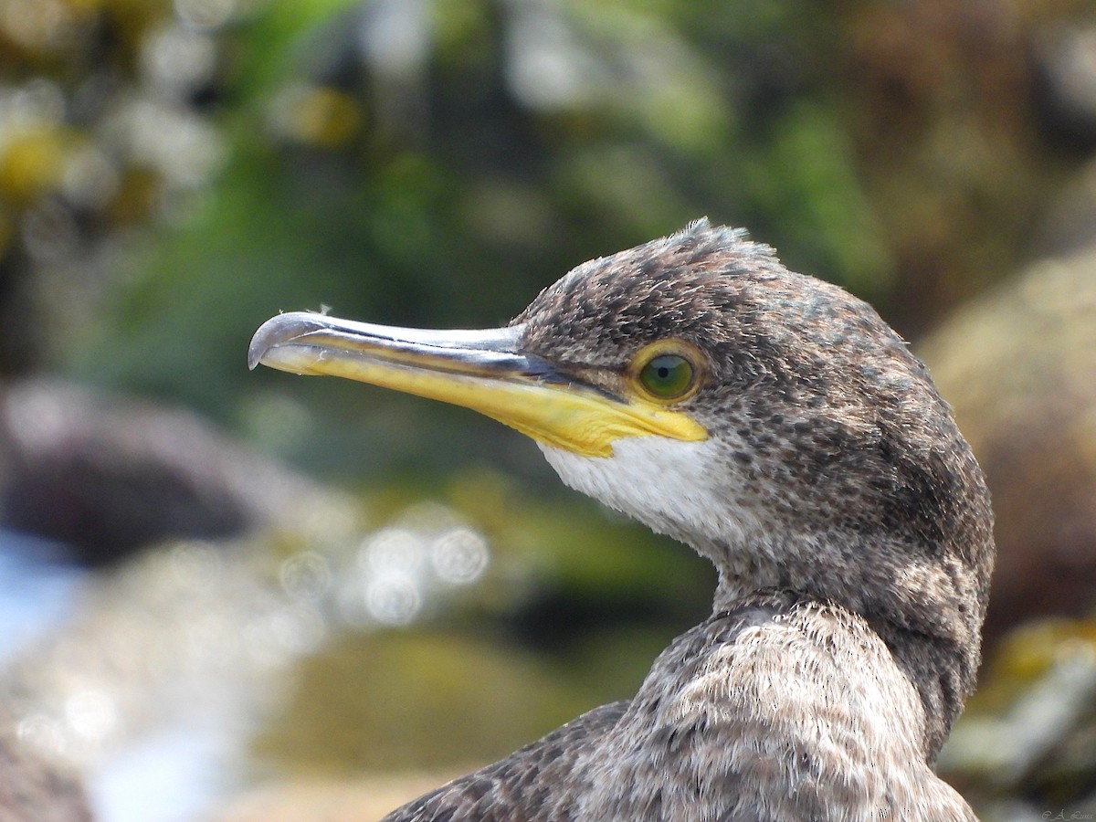 European Shag - ML642853311