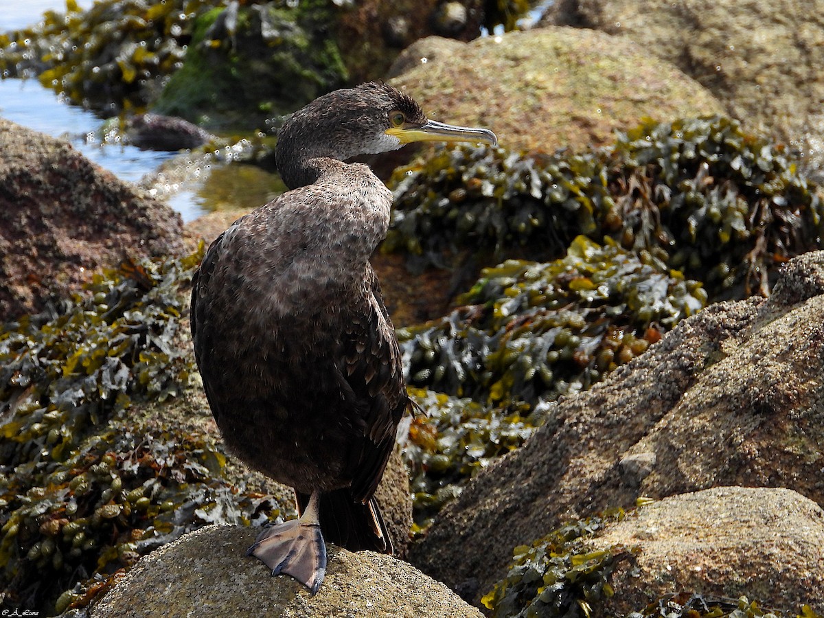 European Shag - ML642853313