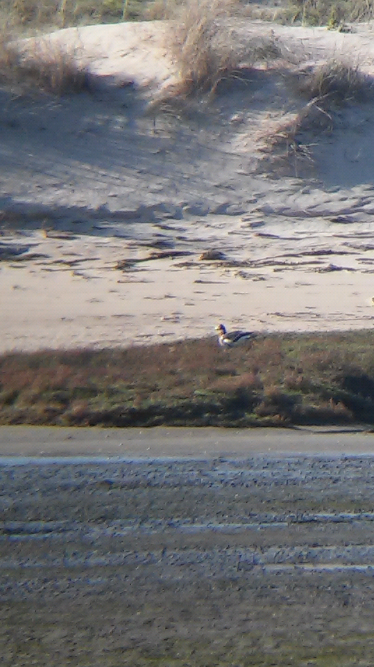 rødhalsgås - ML642853322