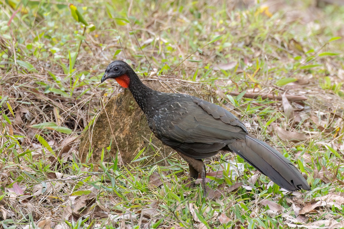 Dusky-legged Guan - ML642853329