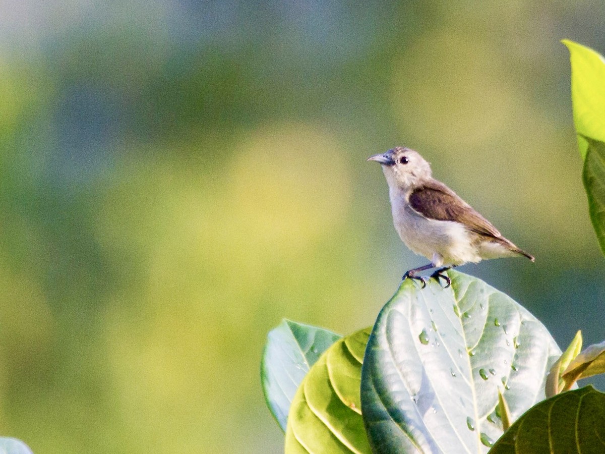 Nilgiri Flowerpecker - ML642853335