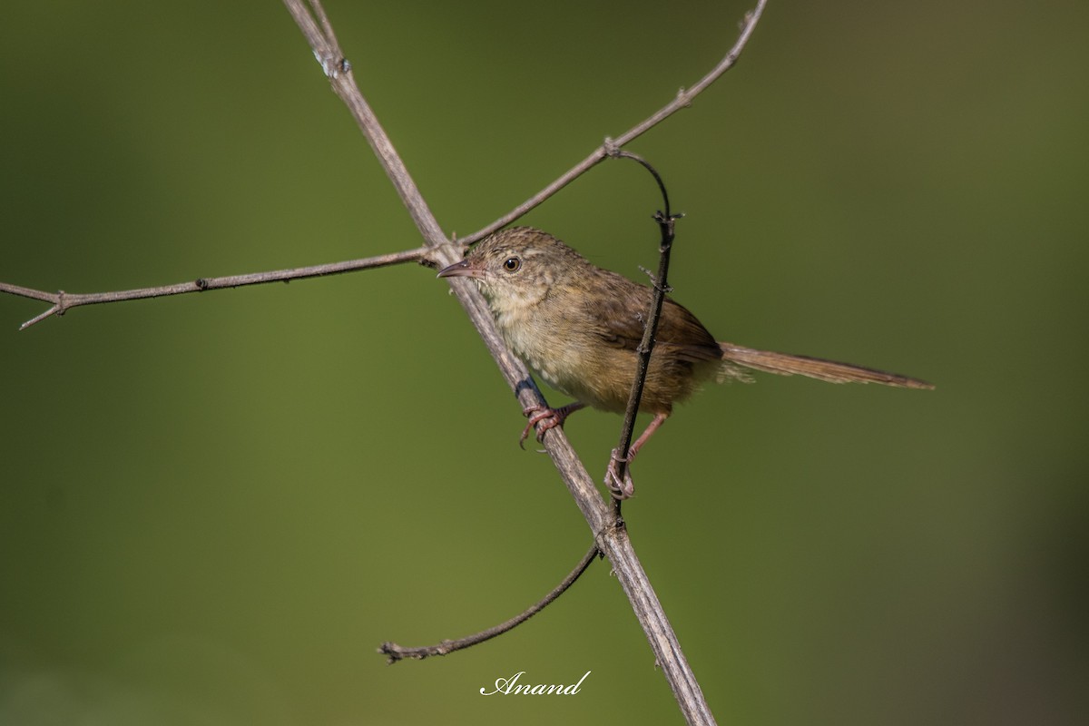 Himalayan Prinia - ML642853355