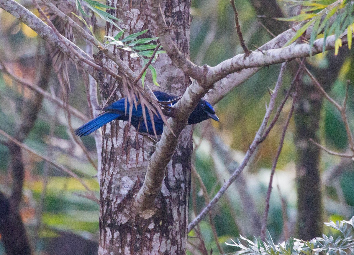 Malabar Whistling-Thrush - ML642853356