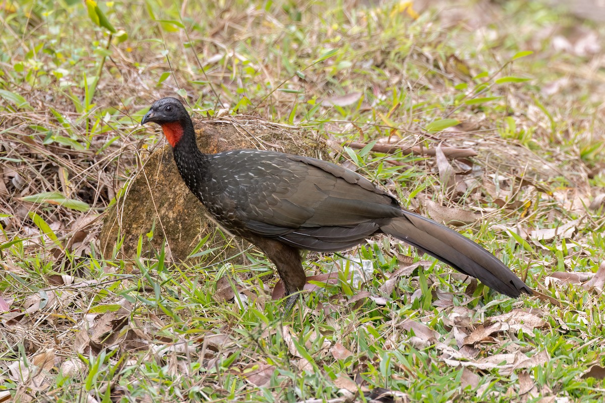 Dusky-legged Guan - ML642853396