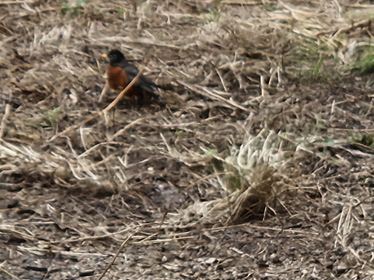 American Robin - ML642853418