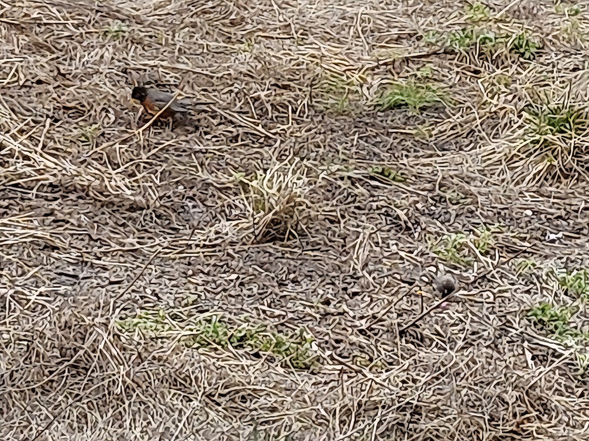 American Robin - ML642853419