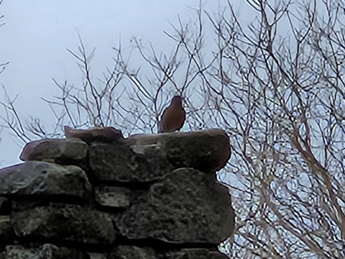 American Robin - ML642853447