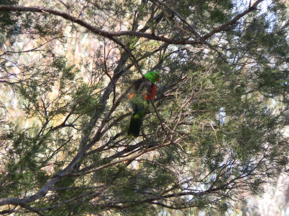 Red-winged Parrot - ML642853453