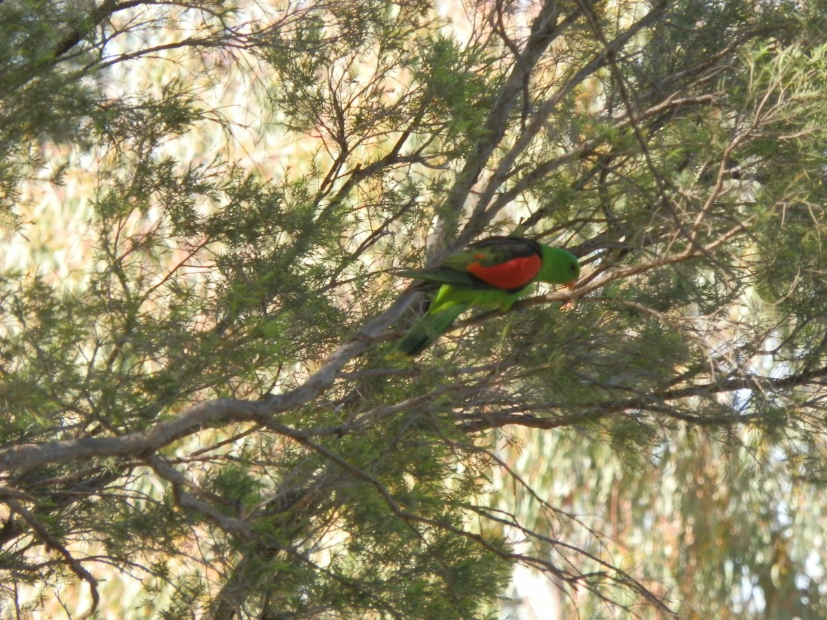 Red-winged Parrot - ML642853454