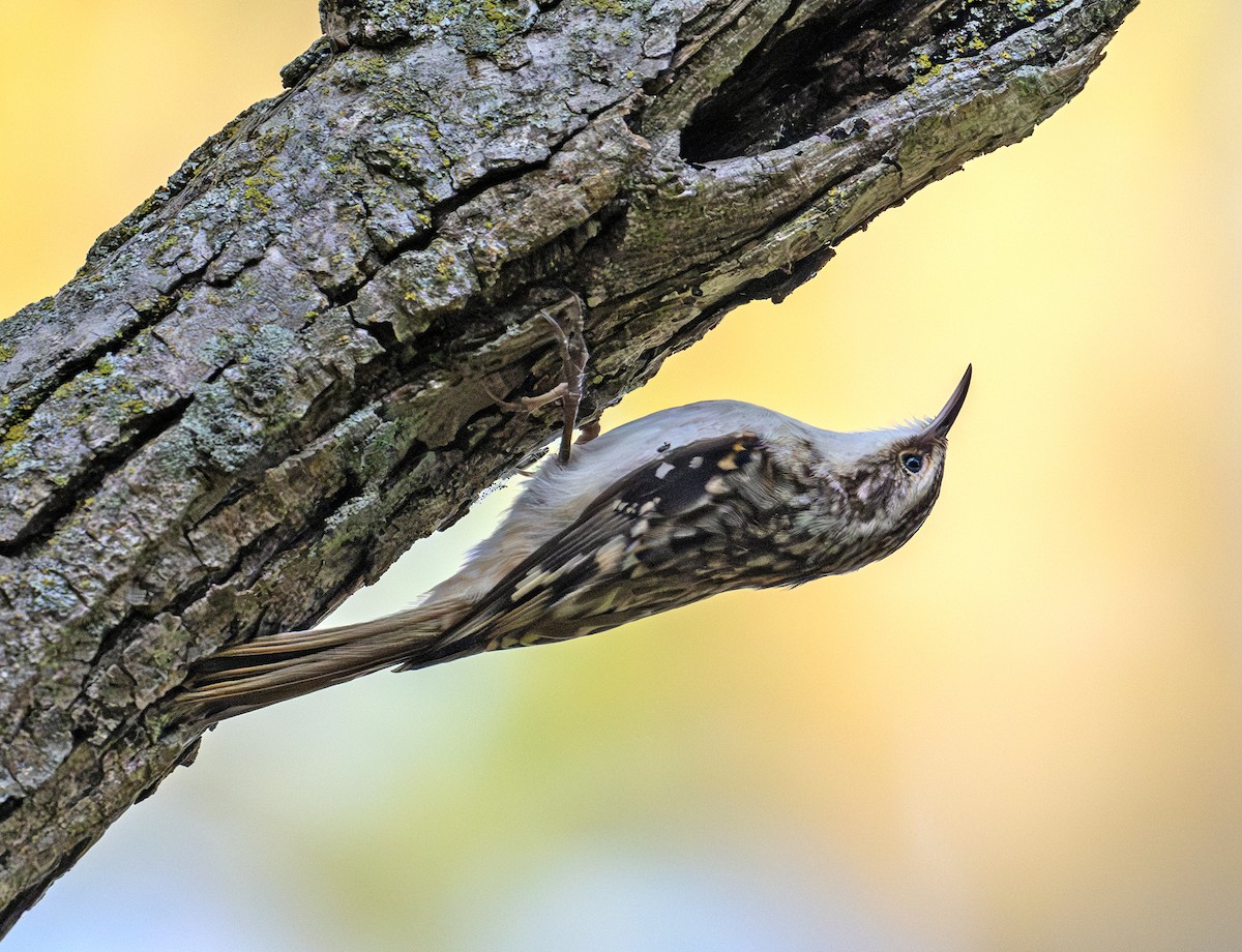Brown Creeper - ML642853459