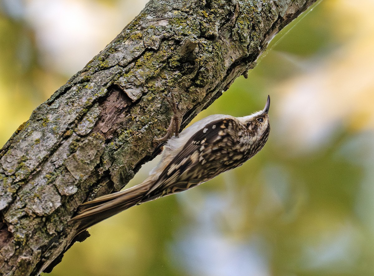 Brown Creeper - ML642853460