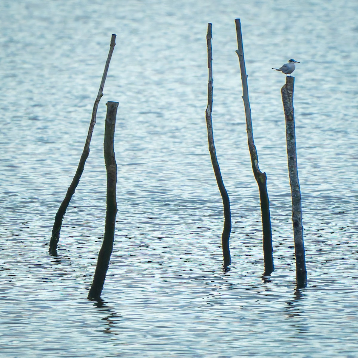 Sandwich Tern - ML642853463