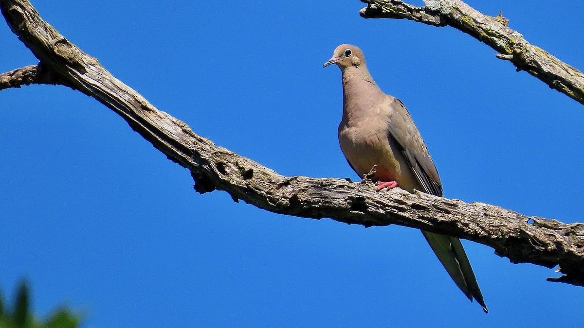 Carolinataube - ML642853483