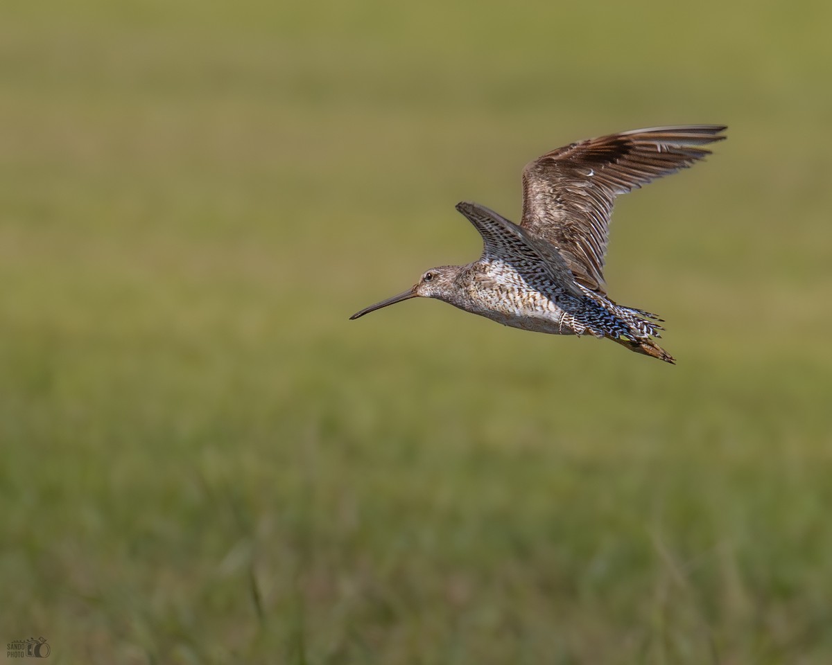Short-billed Dowitcher - ML642853487