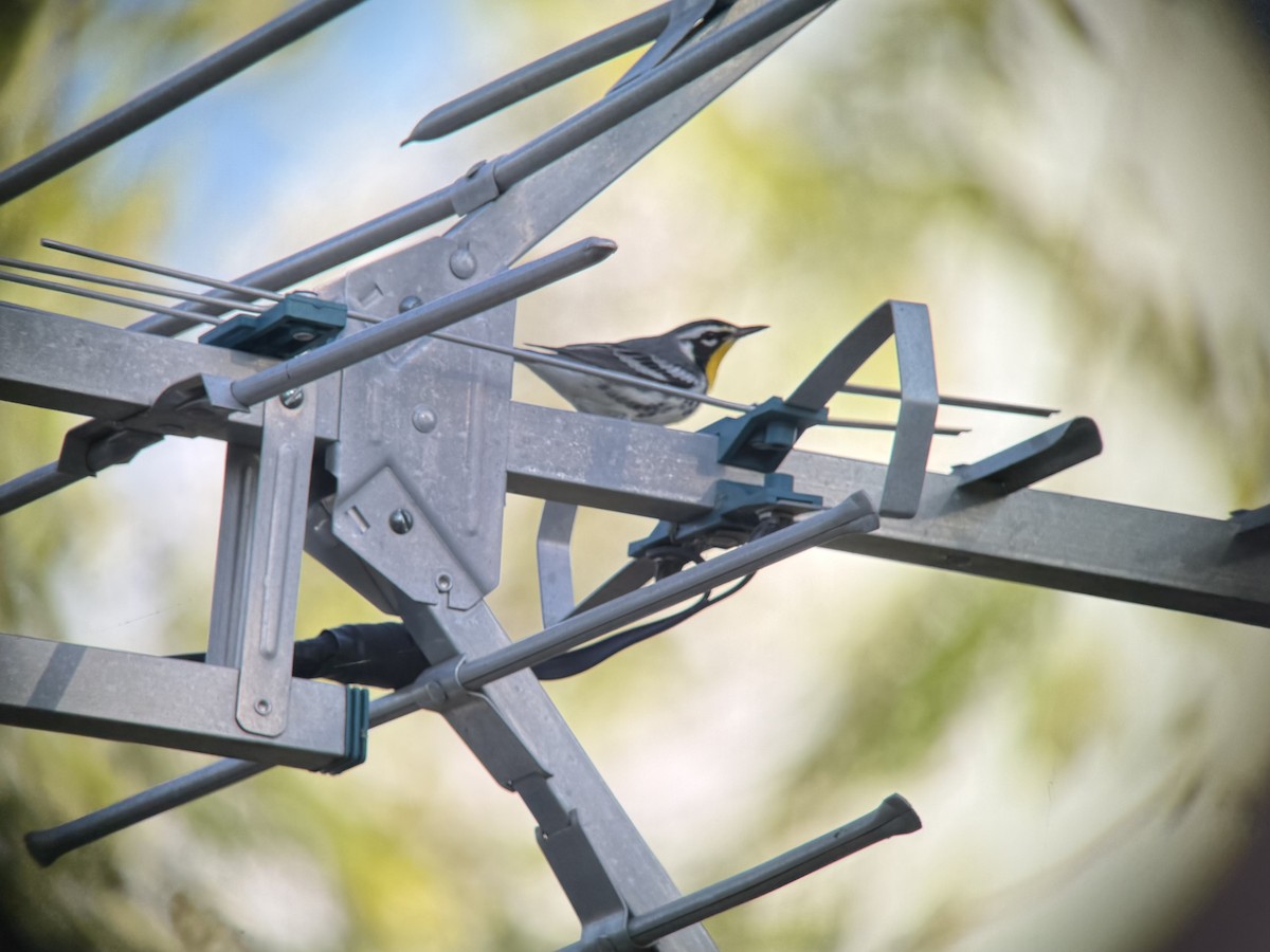 Yellow-throated Warbler - ML642853494
