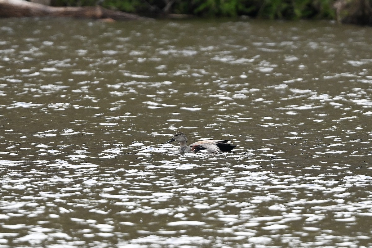 Gadwall - ML642853507